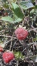 Rubus roseus