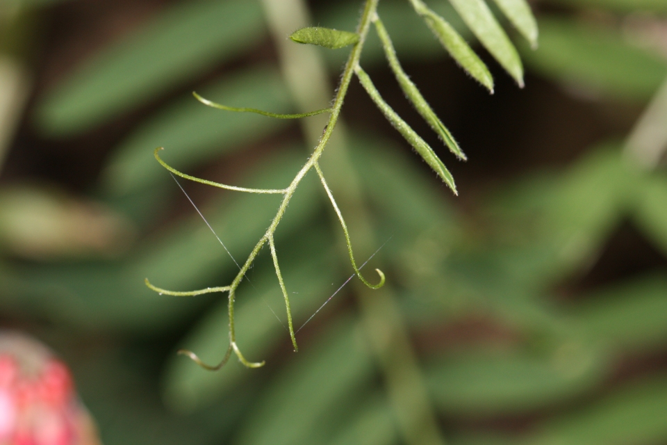 Vicia nigricans