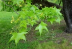 Acer truncatum