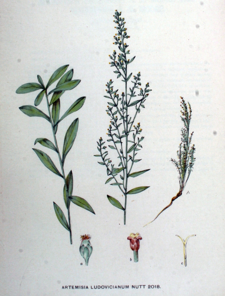 Artemisia ludoviciana