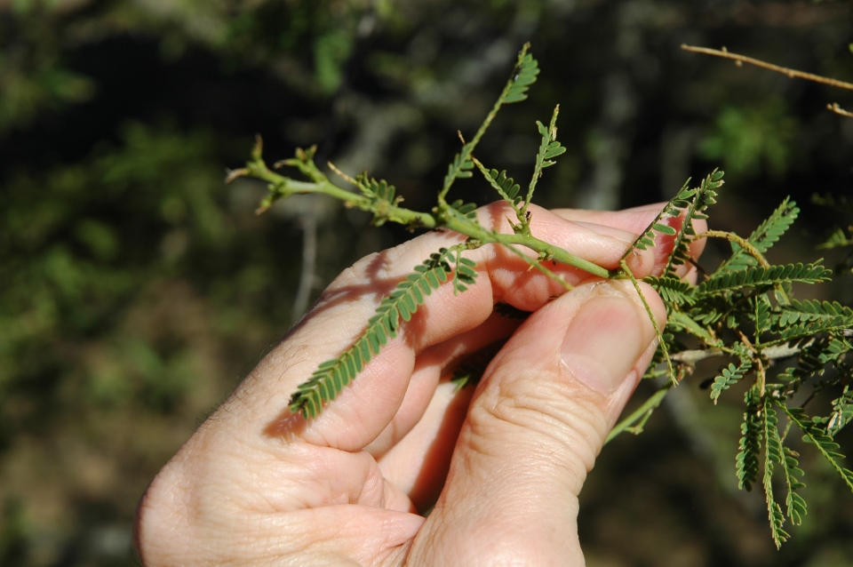 Prosopis affinis