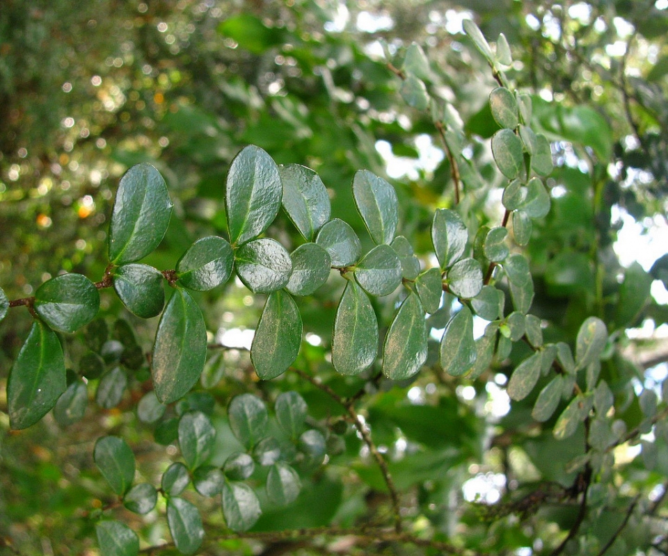 Azara microphylla