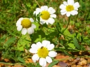 Anthemis cotula