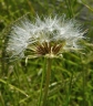 Agoseris aurantiaca