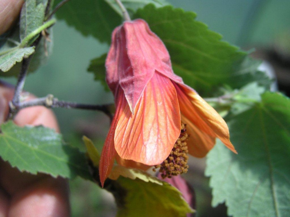 Abutilon megapotamicum