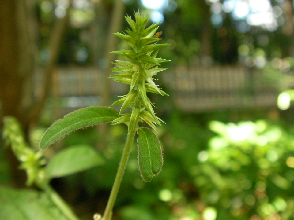 Achyranthes bidentata