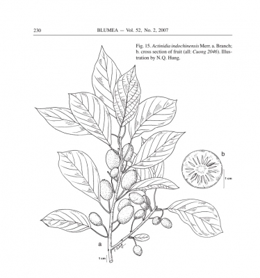 Actinidia indochinensis