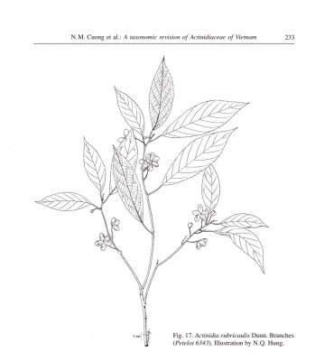 Actinidia rubricaulis