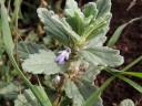 Ajuga integrifolia