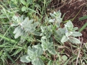 Ajuga integrifolia