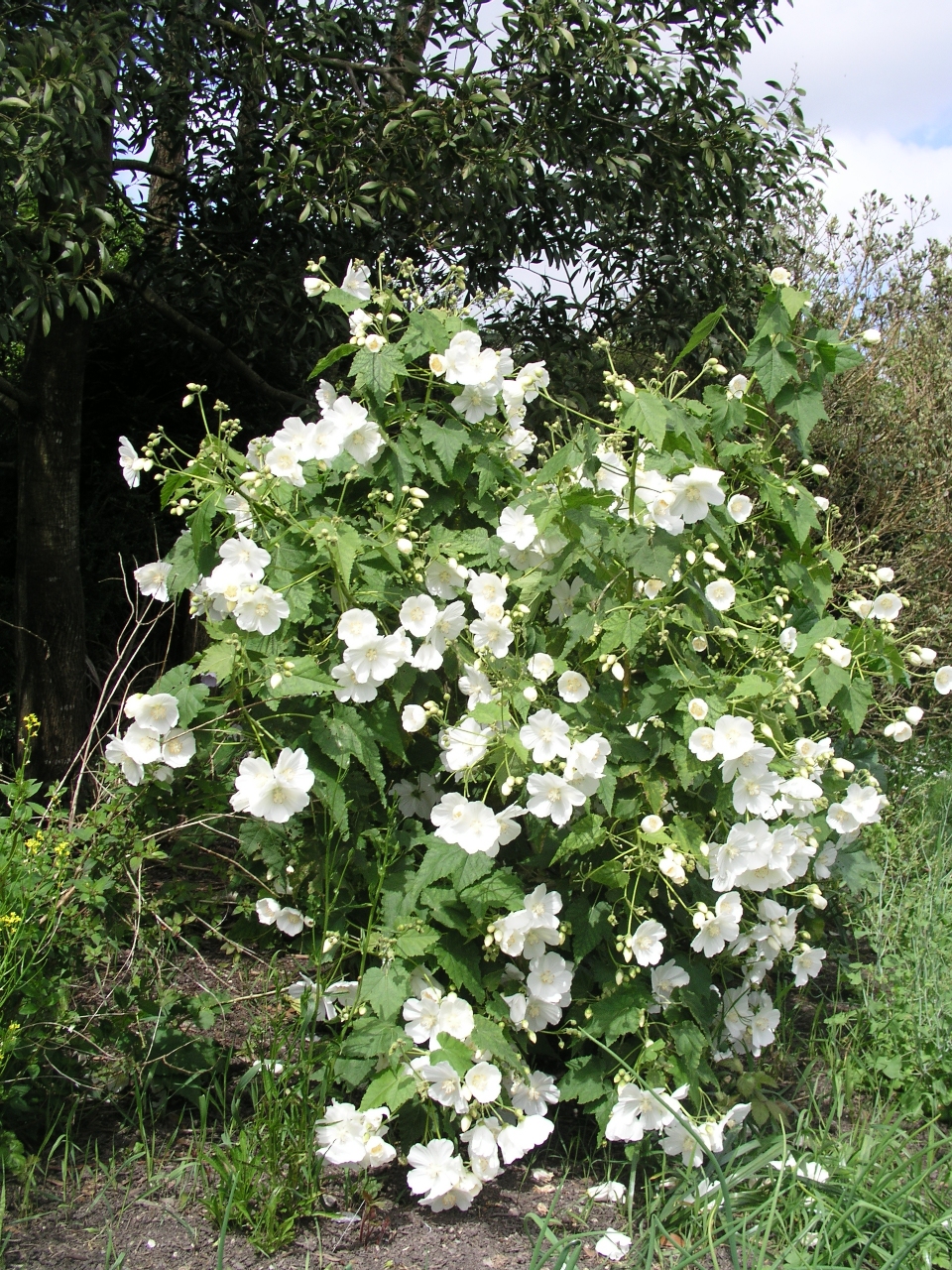 Corynabutilon vitifolium