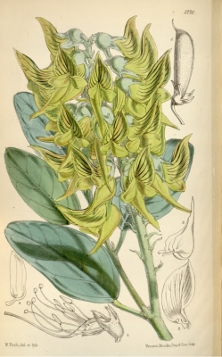 Crotalaria cunninghamii