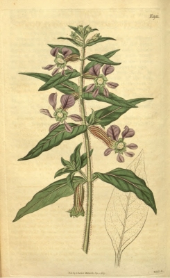 Cuphea procumbens