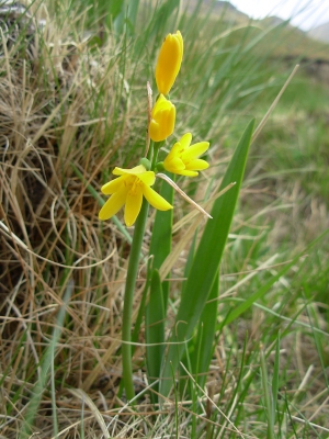 Cyrtanthus breviflorus