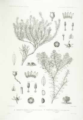 Gaultheria racemulosa