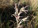 Gladiolus permeabilis edulis