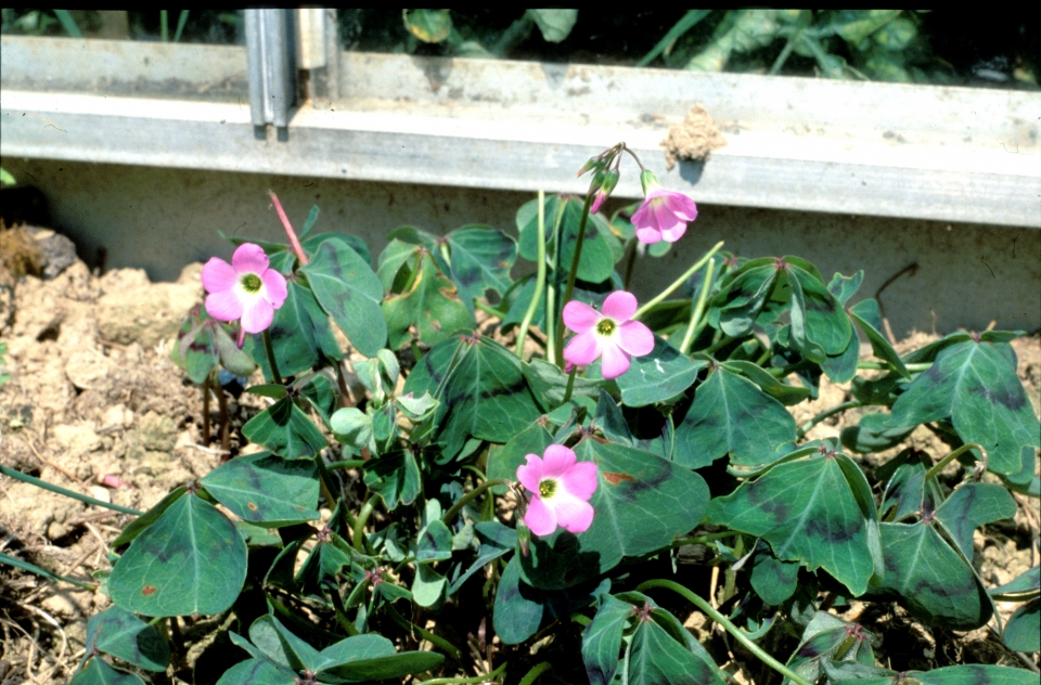 Oxalis tetraphylla