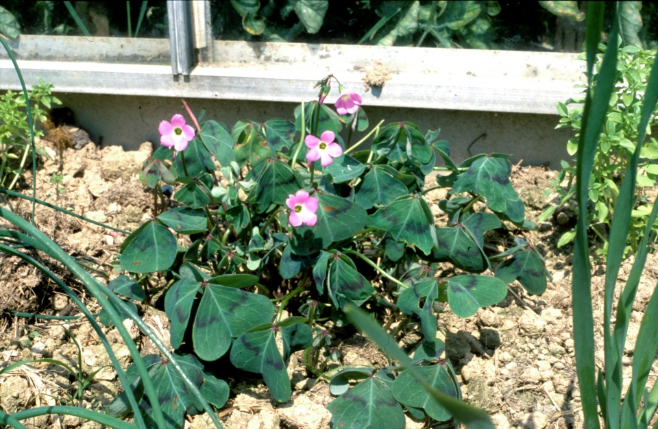 Oxalis tetraphylla