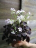 Oxalis triangularis