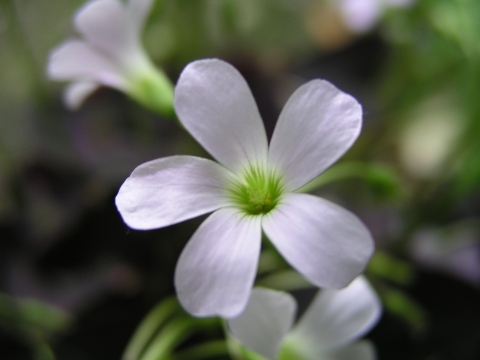 Oxalis triangularis