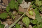 Physalis pubescens