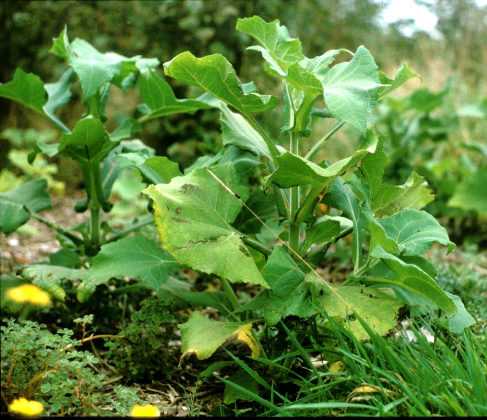Polymnia edulis