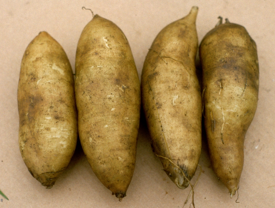 Polymnia edulis