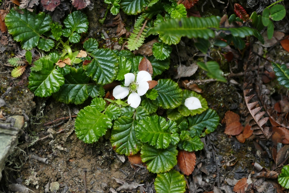 Rubus geoides