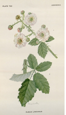 Rubus linkianus
