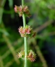 Rumex nepalensis