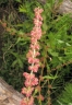 Rumex nepalensis