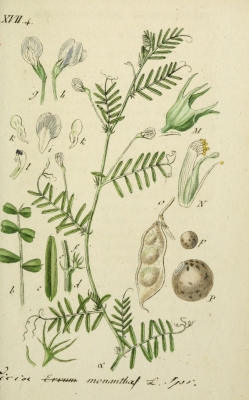 Vicia articulata