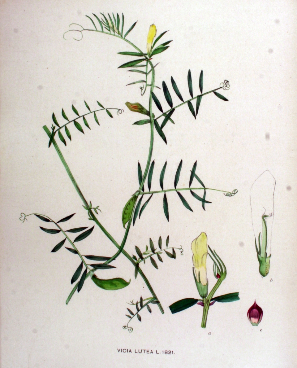 Vicia lutea