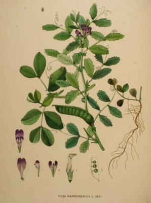 Vicia narbonensis