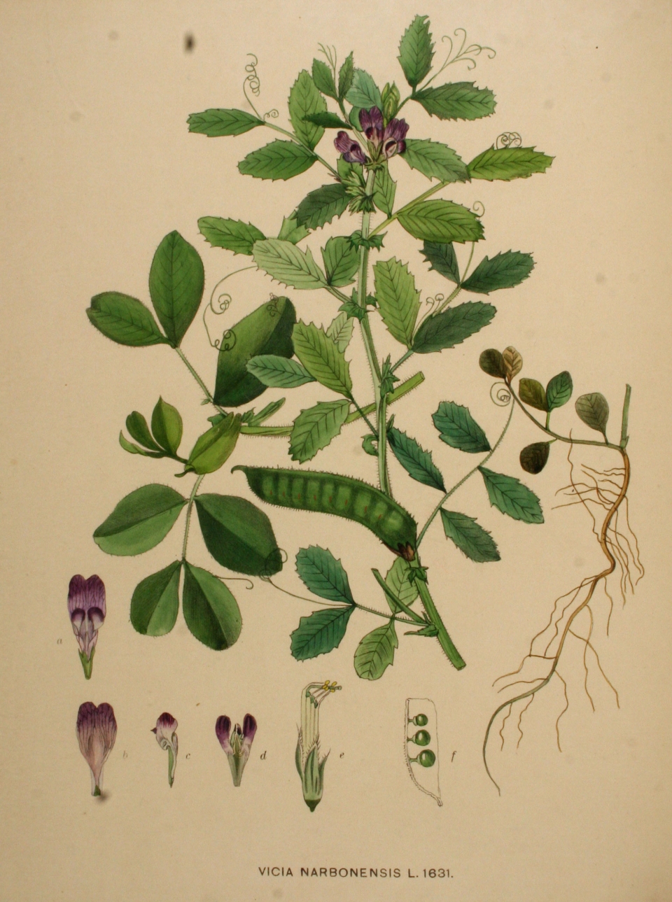 Vicia narbonensis