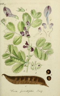 Vicia serratifolia