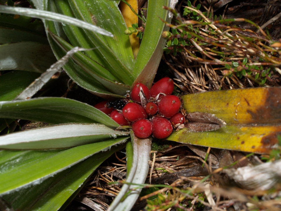 Astelia alpina