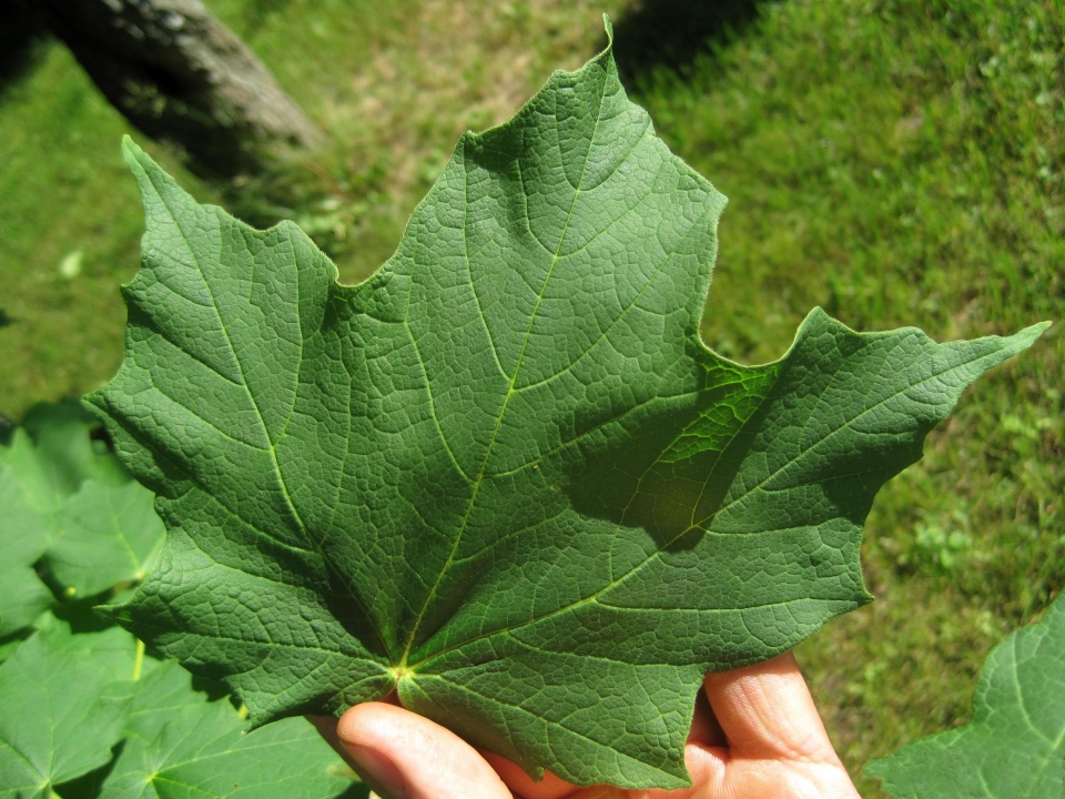 Acer saccharum nigrum