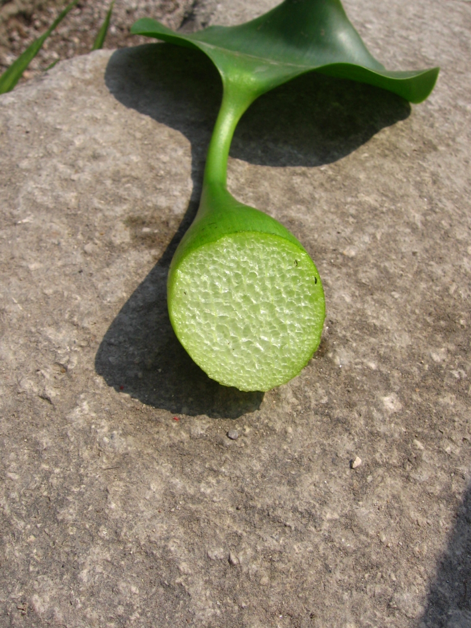 Eichhornia crassipes