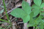 Solanum stoloniferum