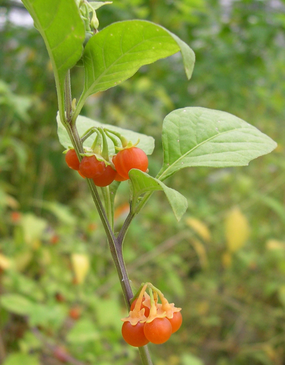 Solanum villosum