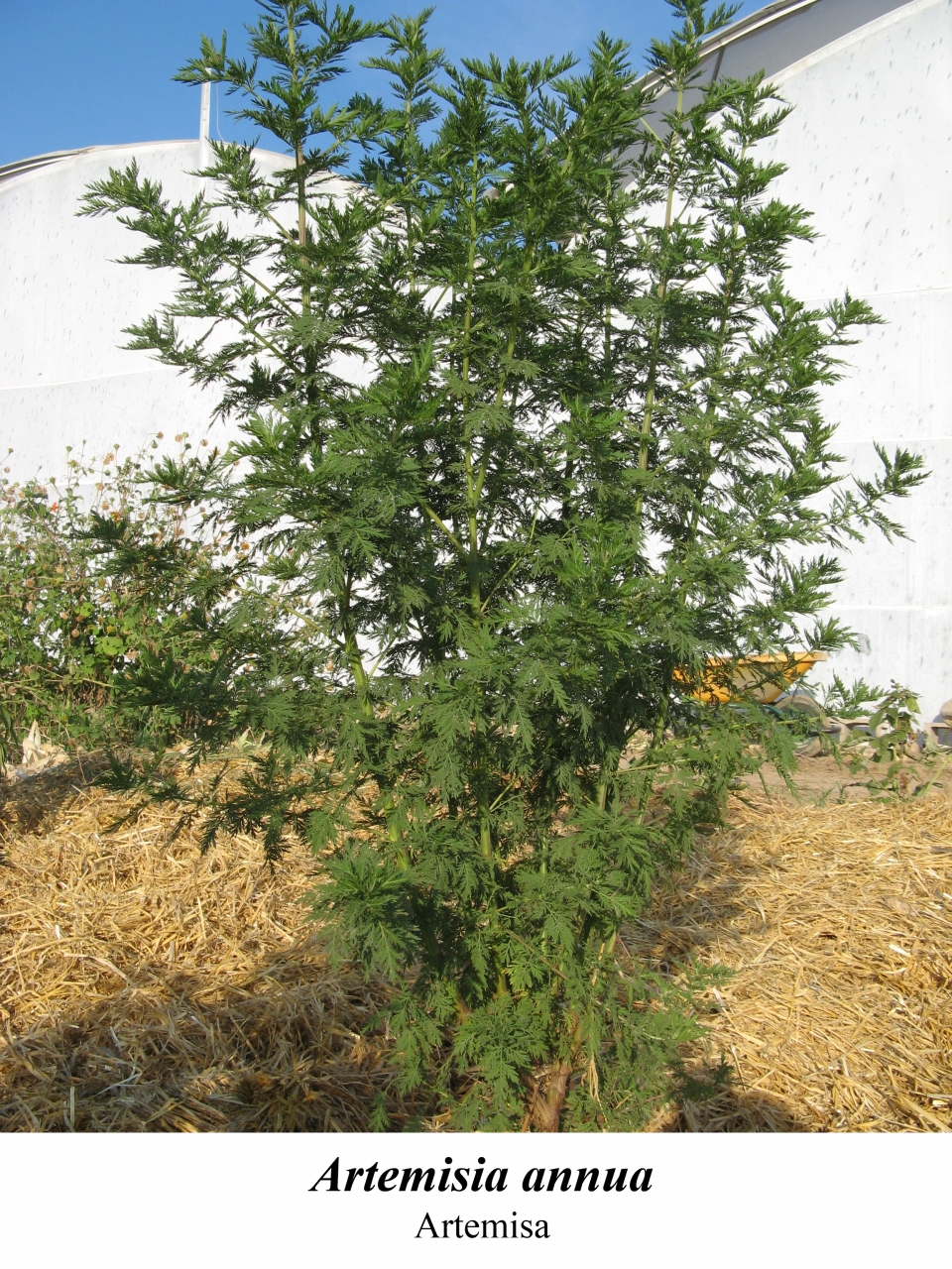 Artemisia annua