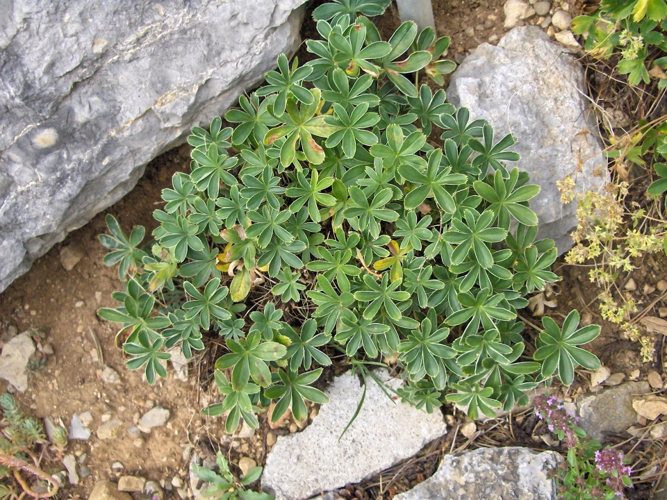 Alchemilla alpina