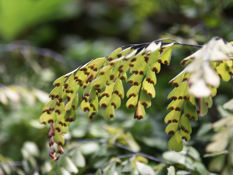 Adiantum venustum