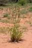 Sorghum bicolor