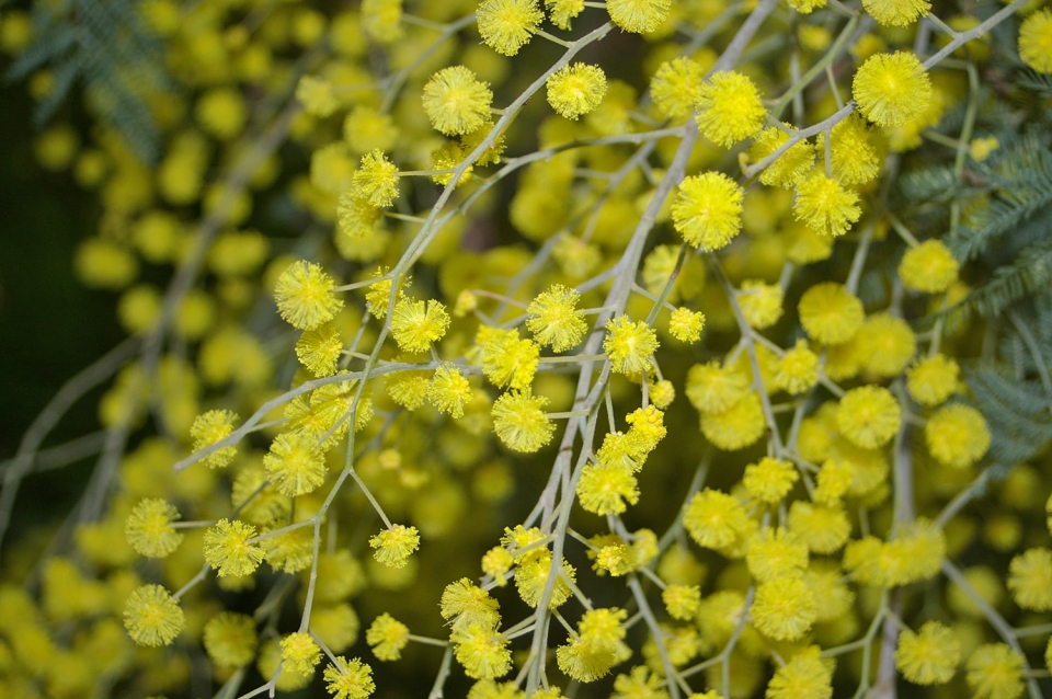 Acacia dealbata