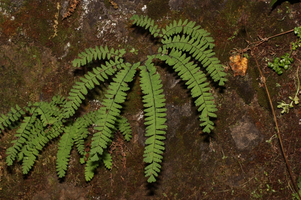 Adiantum aleuticum