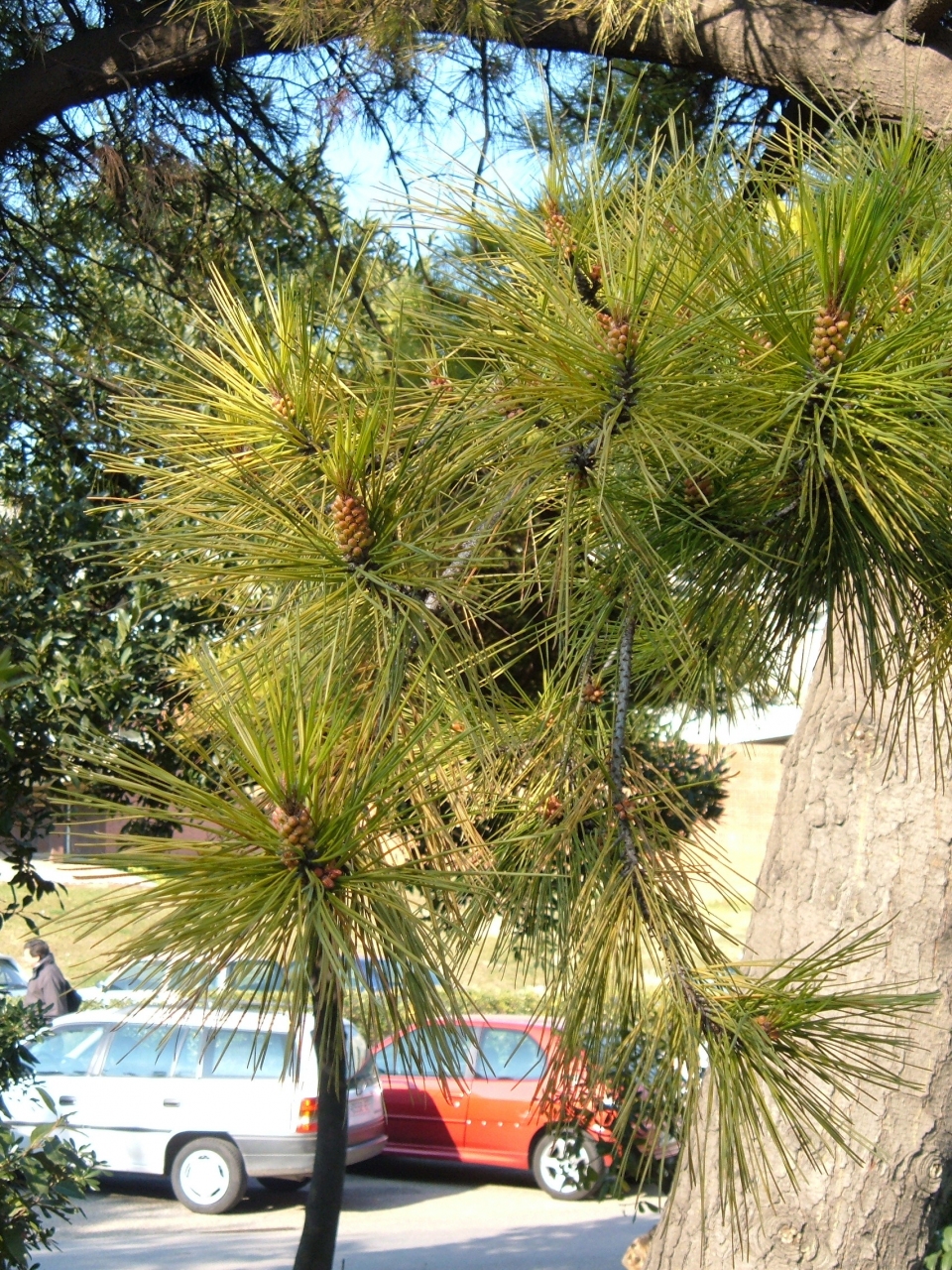 Pinus radiata