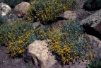 Chrysocephalum apiculatum