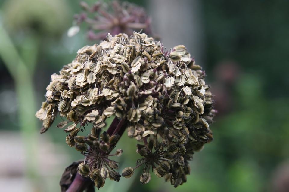 Angelica gigas